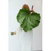 Ellen Becher, 2-teilig Grün