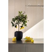 Schale Lemon L Gelb