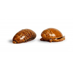 Salz- und Pfefferset Bug Brown