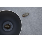 Salz- und Pfefferset Bug Brown