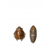 Salz- und Pfefferset Bug Brown